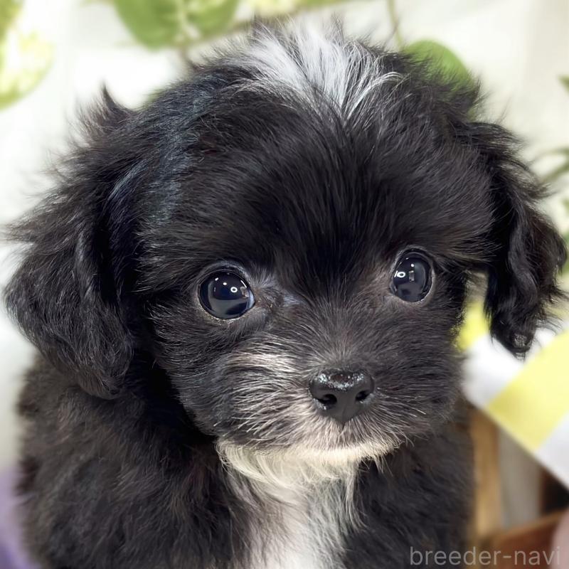 販売中の滋賀県のチワプー:チワワ×トイプードル-435427