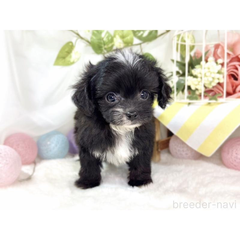 成約済の滋賀県のチワプー:チワワ×トイプードル-435427の4枚目