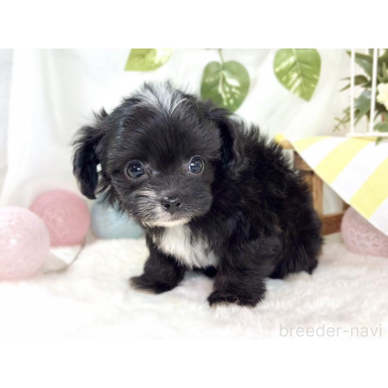 成約済の滋賀県のチワプー:チワワ×トイプードル-435427の3枚目