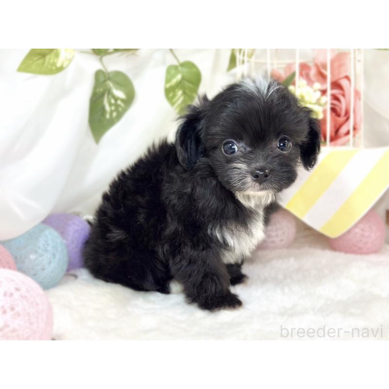 成約済の滋賀県のチワプー:チワワ×トイプードル-435427の2枚目