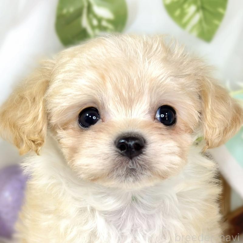 販売中の滋賀県のチワプー:チワワ×トイプードル-435428