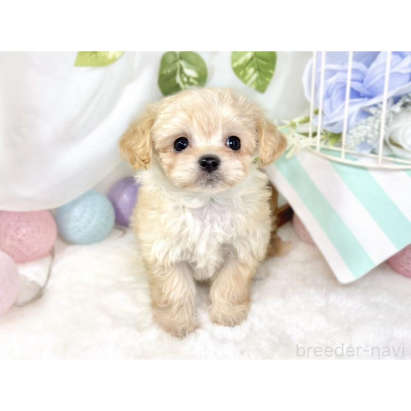 成約済の滋賀県のチワプー:チワワ×トイプードル-435428の4枚目