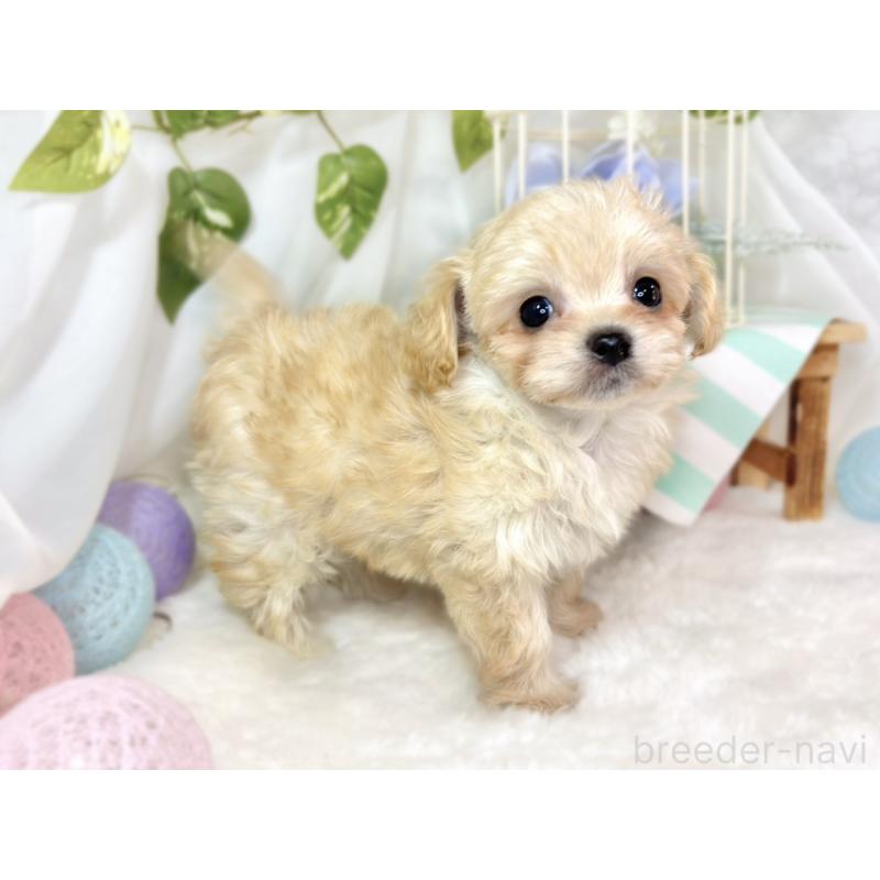 成約済の滋賀県のチワプー:チワワ×トイプードル-435428の3枚目