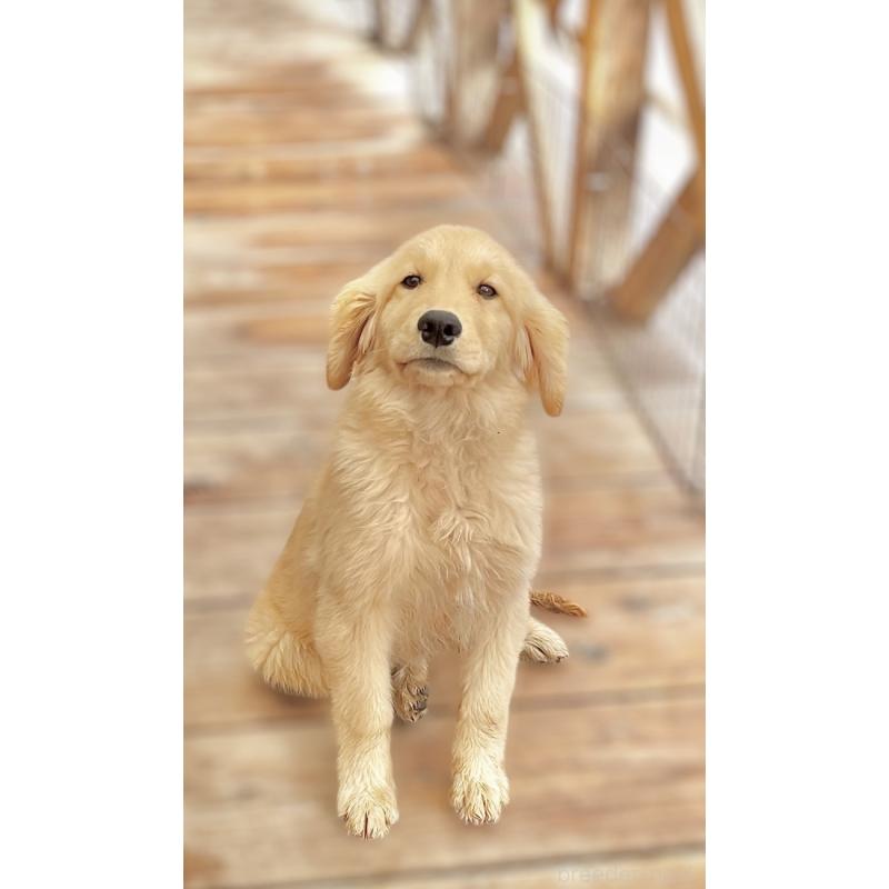 販売中の福岡県のゴールデンレトリーバー-417204の1枚目