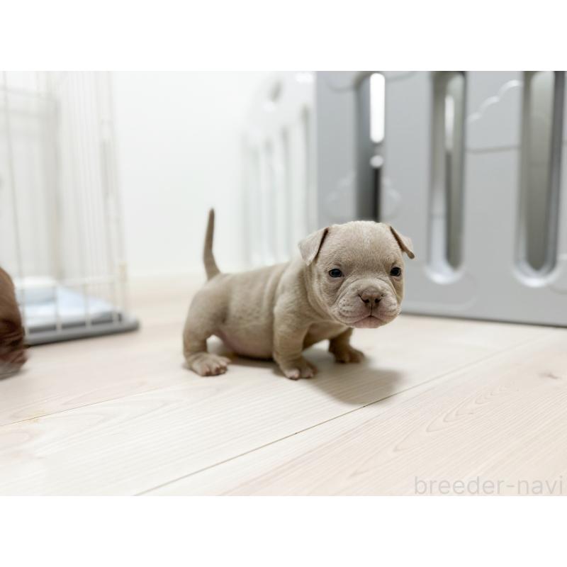 販売中の兵庫県のエキゾチックブリー-435868の4枚目