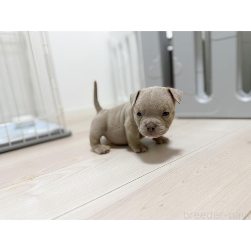 販売中の兵庫県のエキゾチックブリー-435868の3枚目