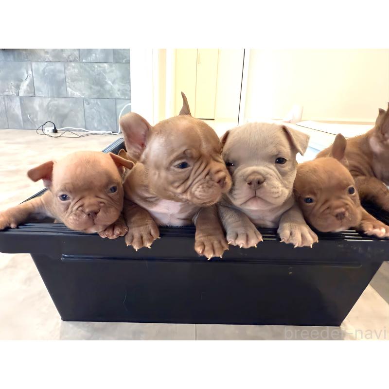 販売中の兵庫県のエキゾチックブリー-435868の2枚目