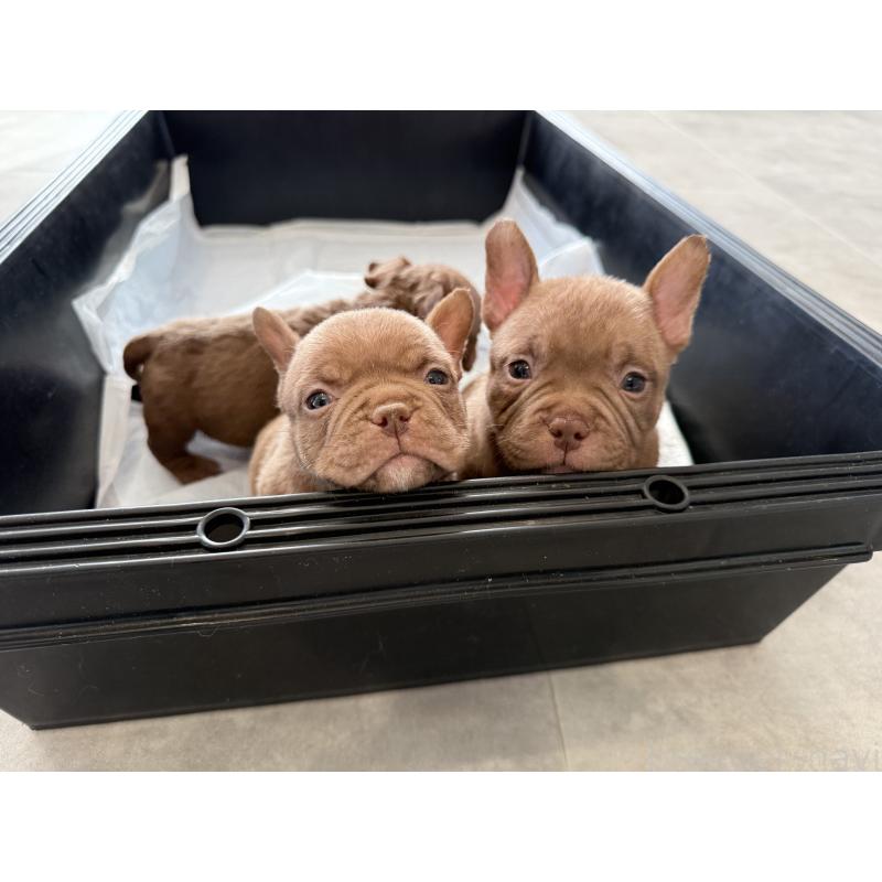 販売中の兵庫県のエキゾチックブリー-435870の3枚目