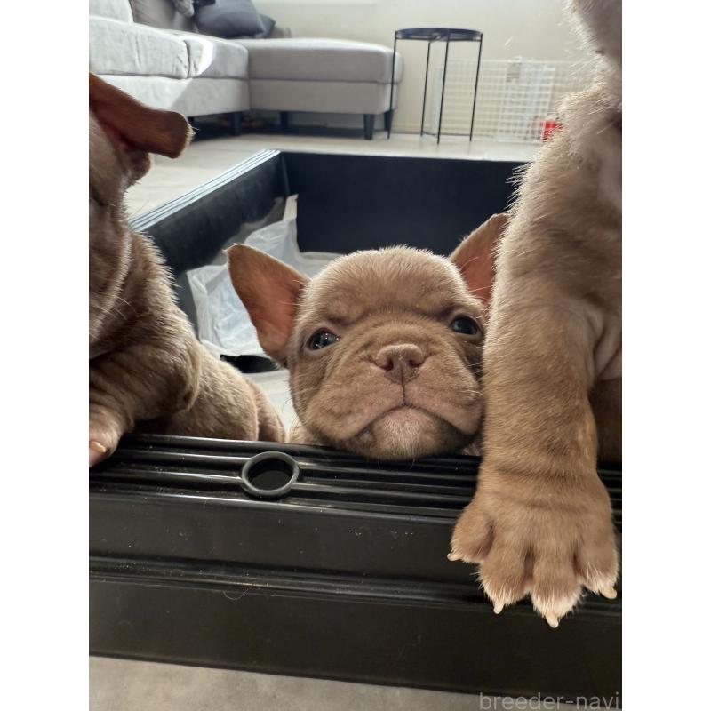 販売中の兵庫県のエキゾチックブリー-435870の2枚目