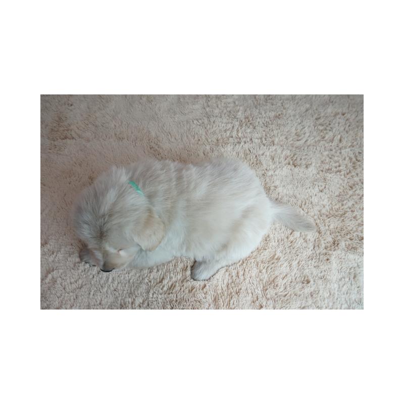 販売中の奈良県のゴールデンレトリーバー-435882の5枚目