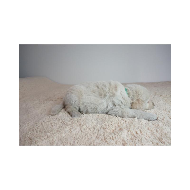 販売中の奈良県のゴールデンレトリーバー-435882の4枚目