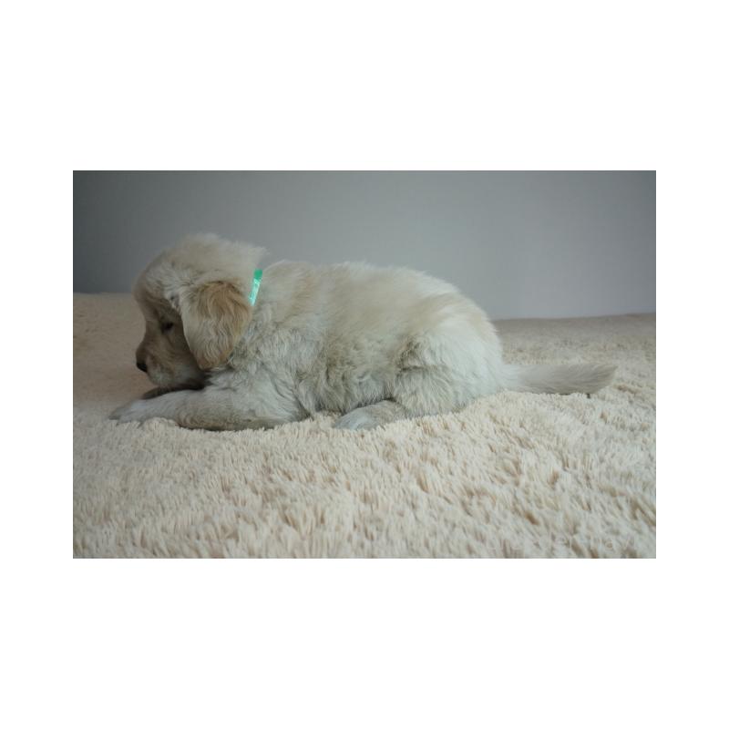 販売中の奈良県のゴールデンレトリーバー-435882の3枚目