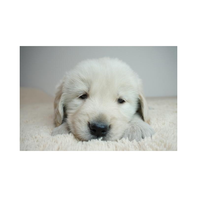 販売中の奈良県のゴールデンレトリーバー-435882の2枚目