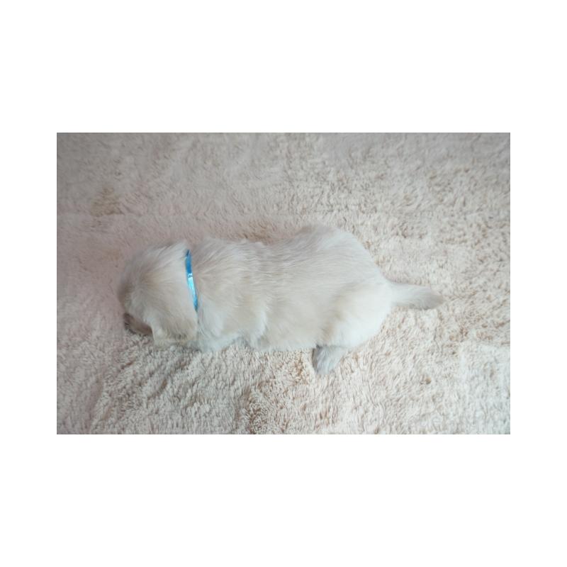 販売中の奈良県のゴールデンレトリーバー-435883の5枚目