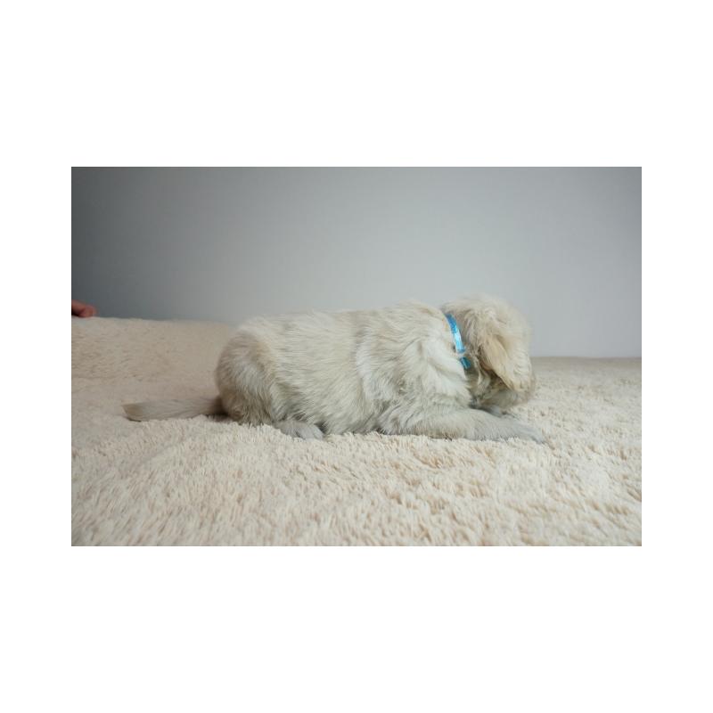 販売中の奈良県のゴールデンレトリーバー-435883の3枚目