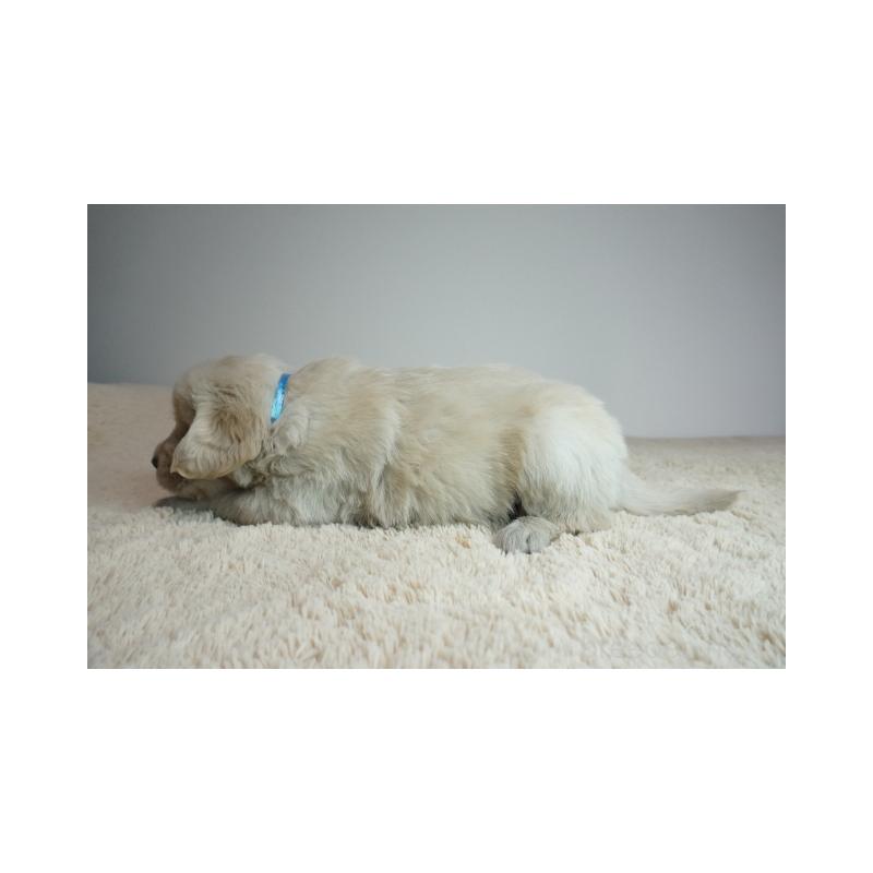 販売中の奈良県のゴールデンレトリーバー-435883の4枚目