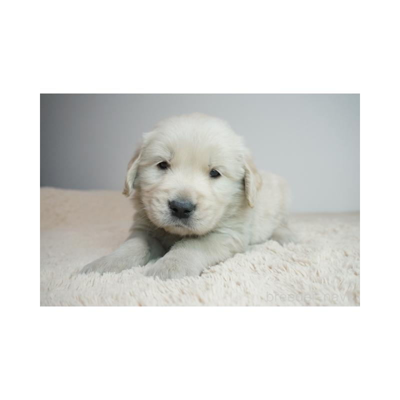 販売中の奈良県のゴールデンレトリーバー-435883の2枚目