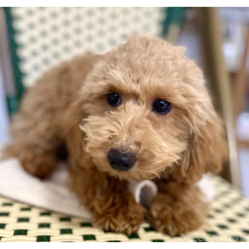 販売中の静岡県のトイプードル-426370の2枚目