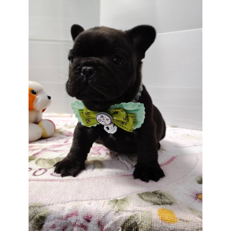 販売中の岩手県のフレンチブルドッグ-435884