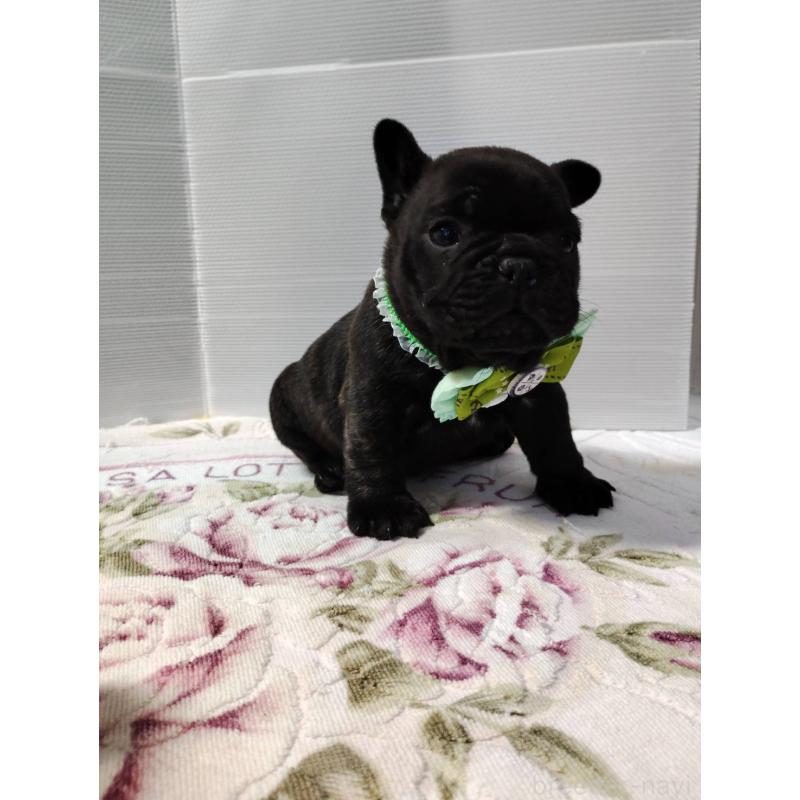 販売中の岩手県のフレンチブルドッグ-435884の5枚目