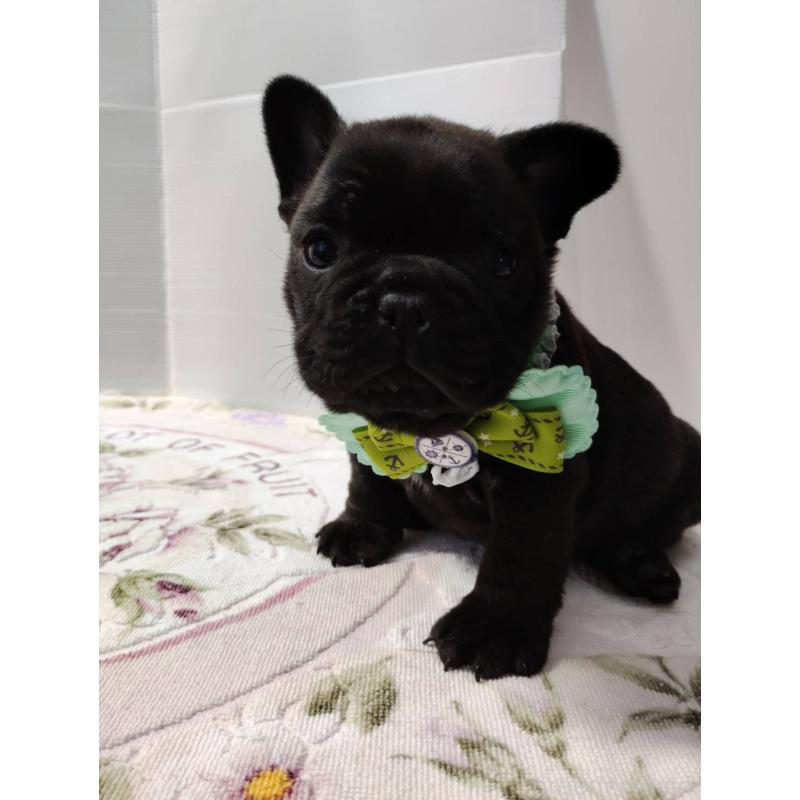 販売中の岩手県のフレンチブルドッグ-435884の3枚目