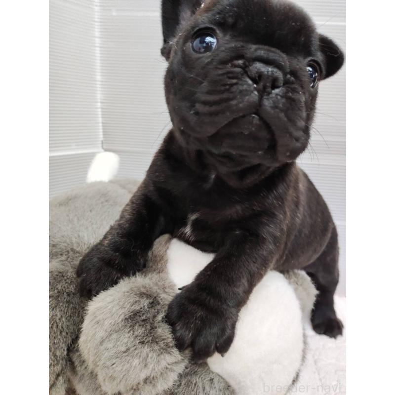 販売中の岩手県のフレンチブルドッグ-435884の2枚目