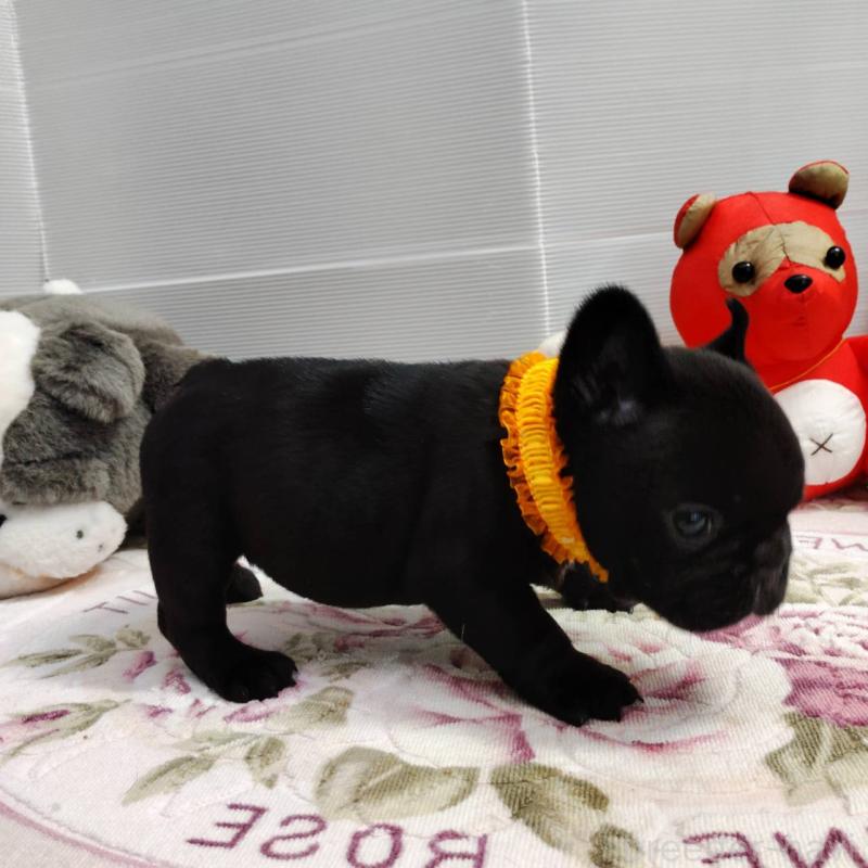 販売中の岩手県のフレンチブルドッグ-435885の5枚目