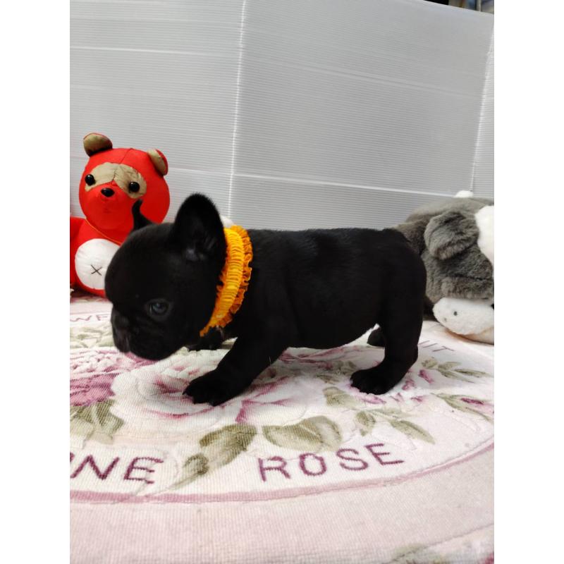 販売中の岩手県のフレンチブルドッグ-435885の4枚目