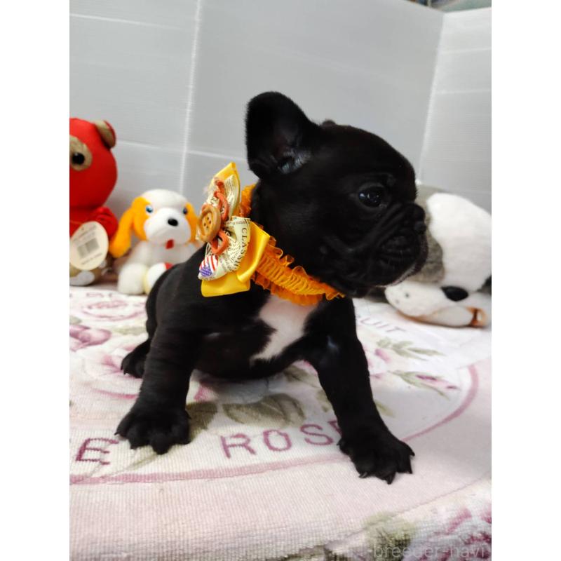 販売中の岩手県のフレンチブルドッグ-435885の3枚目