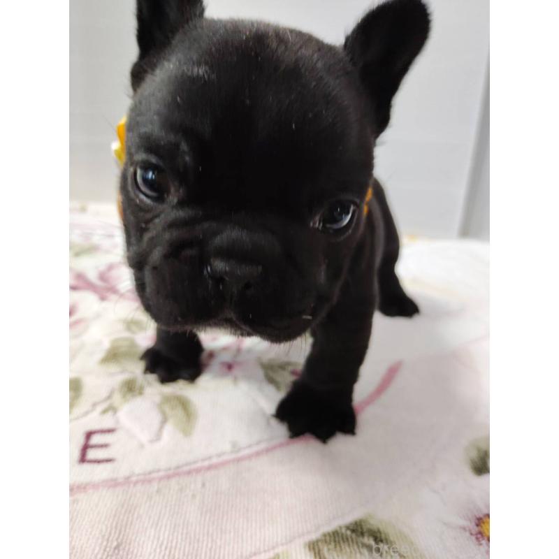 販売中の岩手県のフレンチブルドッグ-435885の2枚目