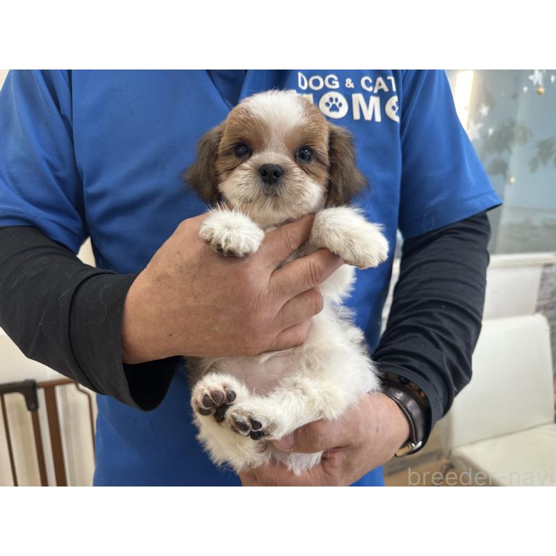 販売中の大阪府のシーズー-427946の10枚目