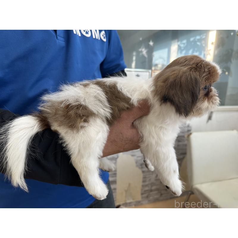 販売中の大阪府のシーズー-427946の7枚目