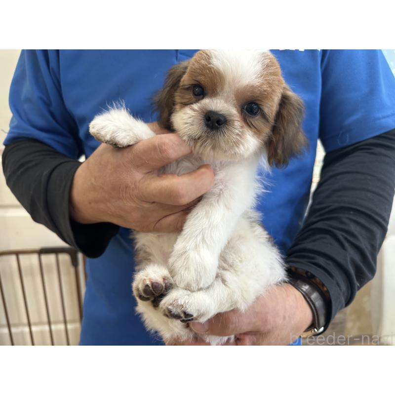 販売中の大阪府のシーズー-427946の6枚目