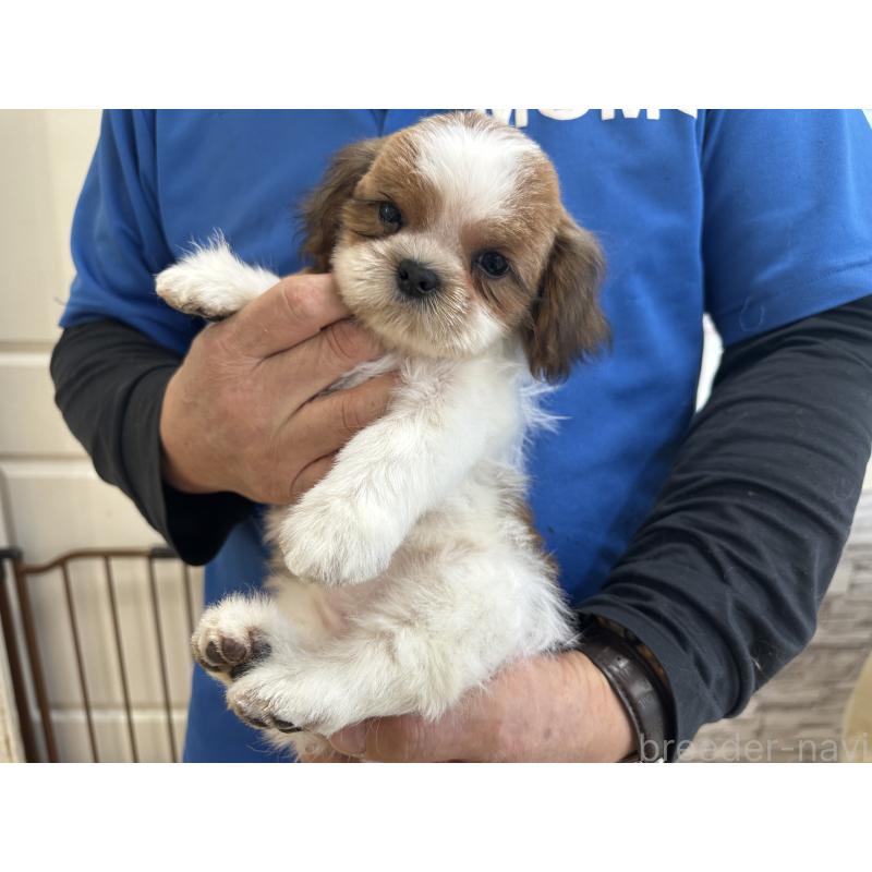 販売中の大阪府のシーズー-427946の5枚目