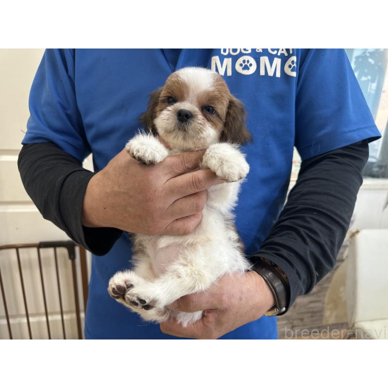 販売中の大阪府のシーズー-427946の4枚目