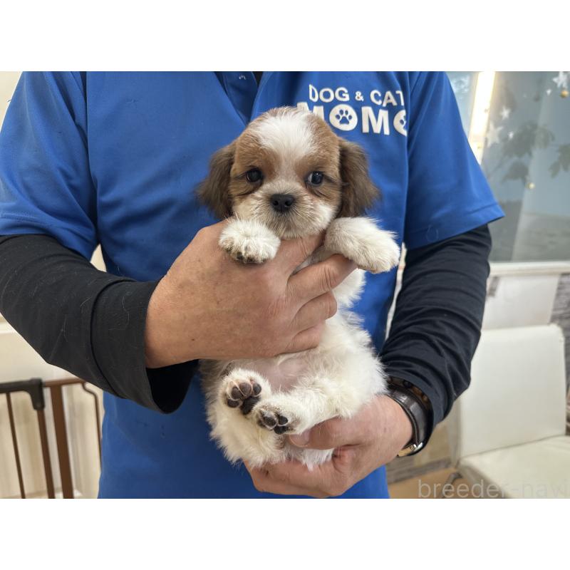 販売中の大阪府のシーズー-427946の3枚目