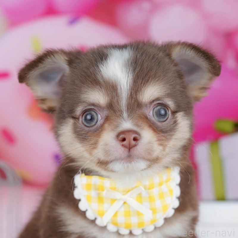 販売中ののチワワ(ロングコート)-435887