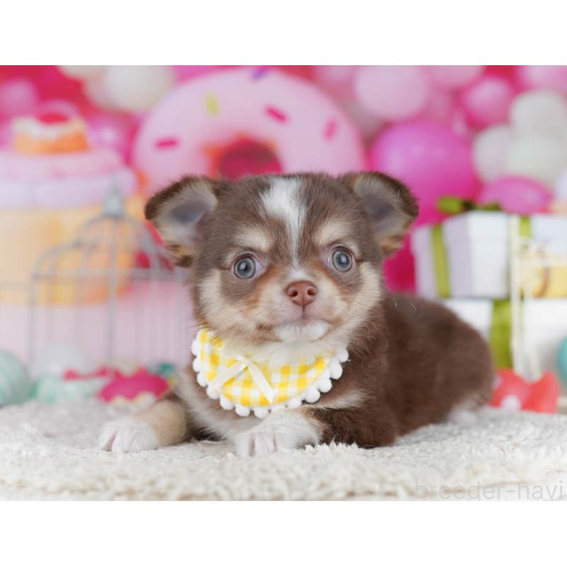 販売中の神奈川県のチワワ(ロングコート)-435887の15枚目