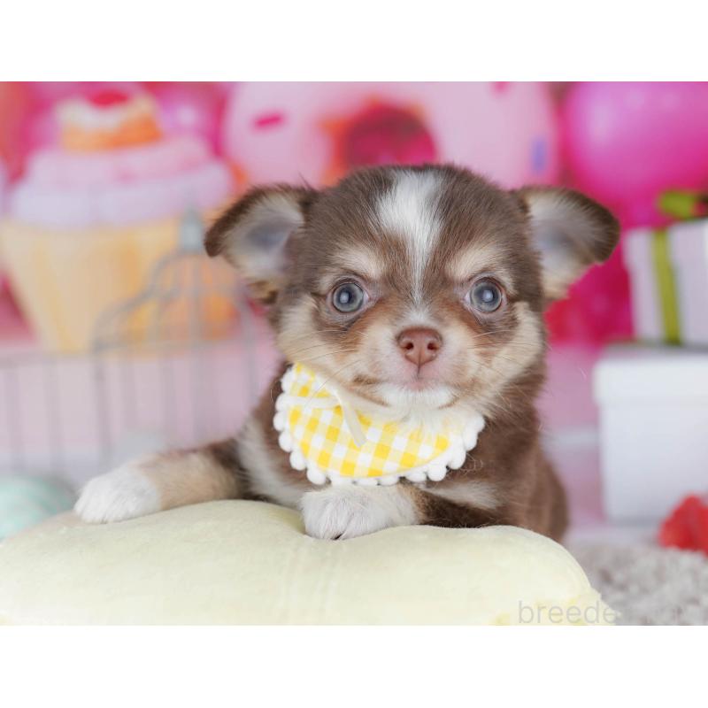 販売中の神奈川県のチワワ(ロングコート)-435887の14枚目