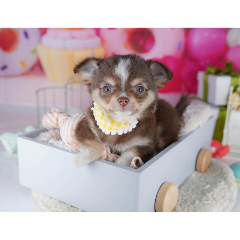 販売中の神奈川県のチワワ(ロングコート)-435887の13枚目