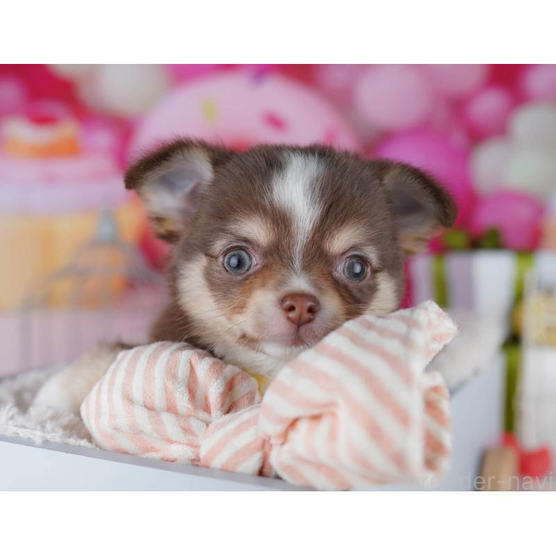 販売中の神奈川県のチワワ(ロングコート)-435887の12枚目