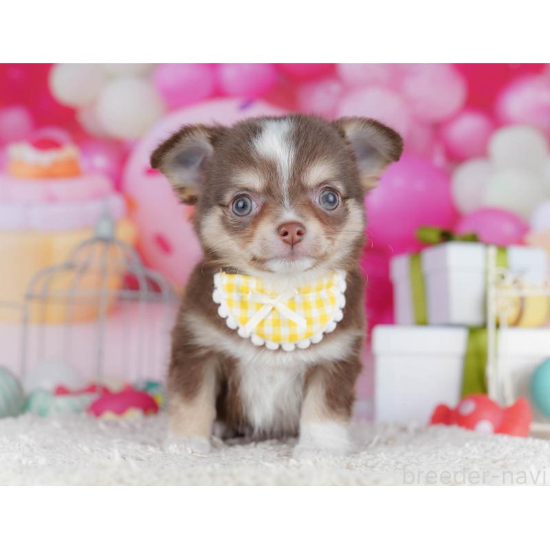 販売中の神奈川県のチワワ(ロングコート)-435887の11枚目