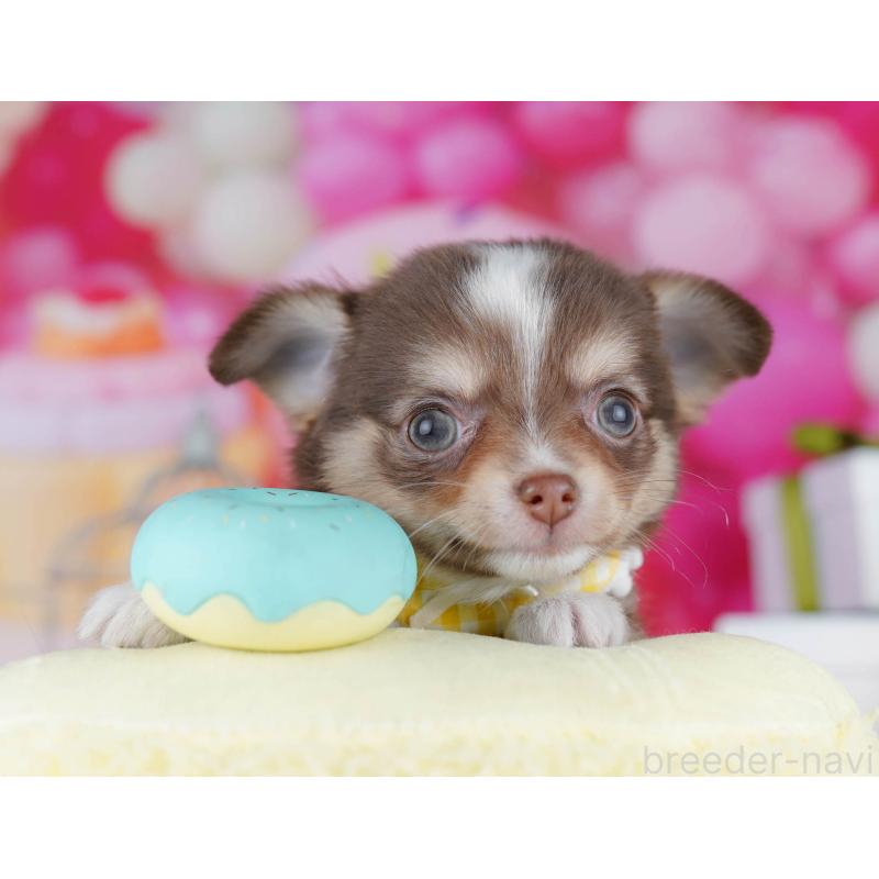 販売中の神奈川県のチワワ(ロングコート)-435887の10枚目