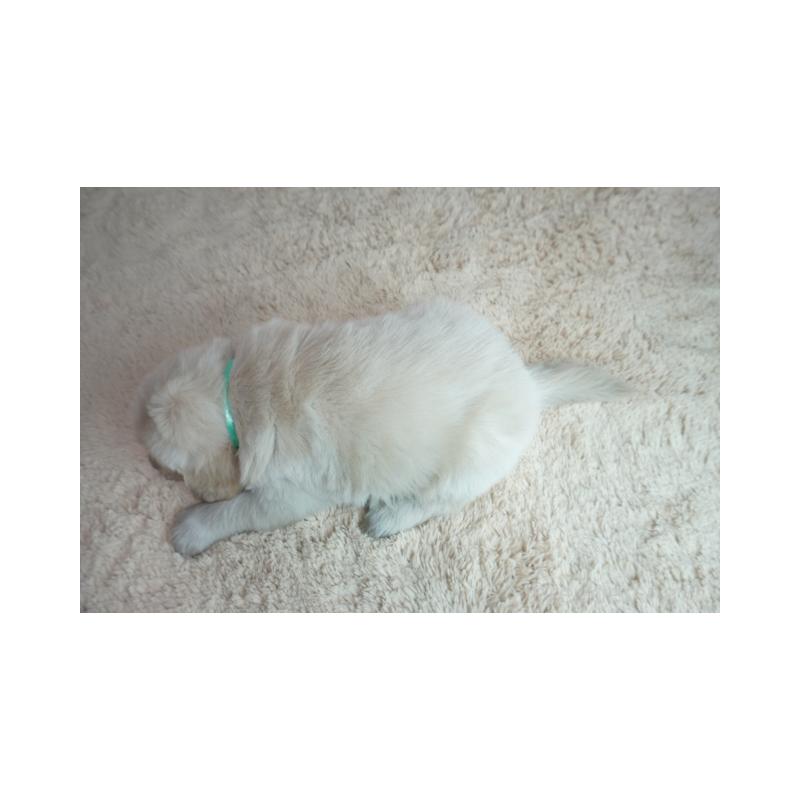 販売中の奈良県のゴールデンレトリーバー-435886の5枚目