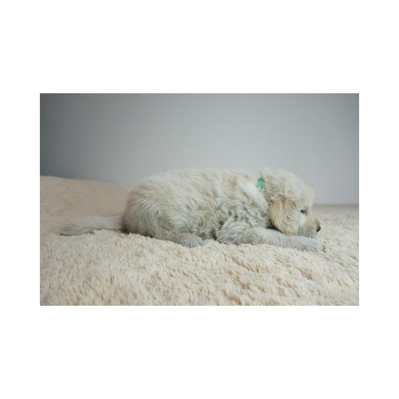 販売中の奈良県のゴールデンレトリーバー-435886の4枚目