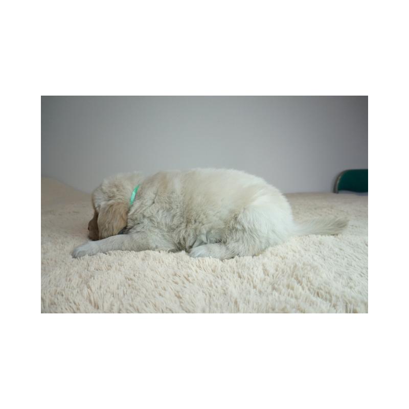 販売中の奈良県のゴールデンレトリーバー-435886の3枚目