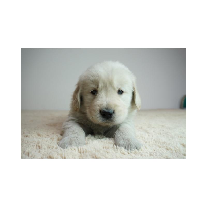 販売中の奈良県のゴールデンレトリーバー-435886の2枚目