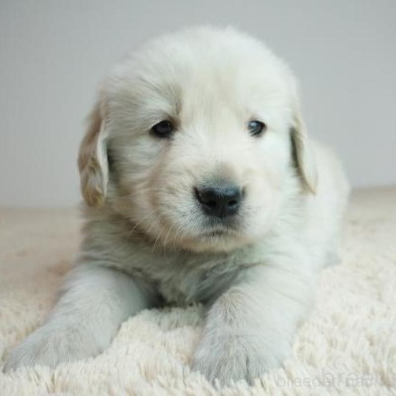 販売中の奈良県のゴールデンレトリーバー-435886