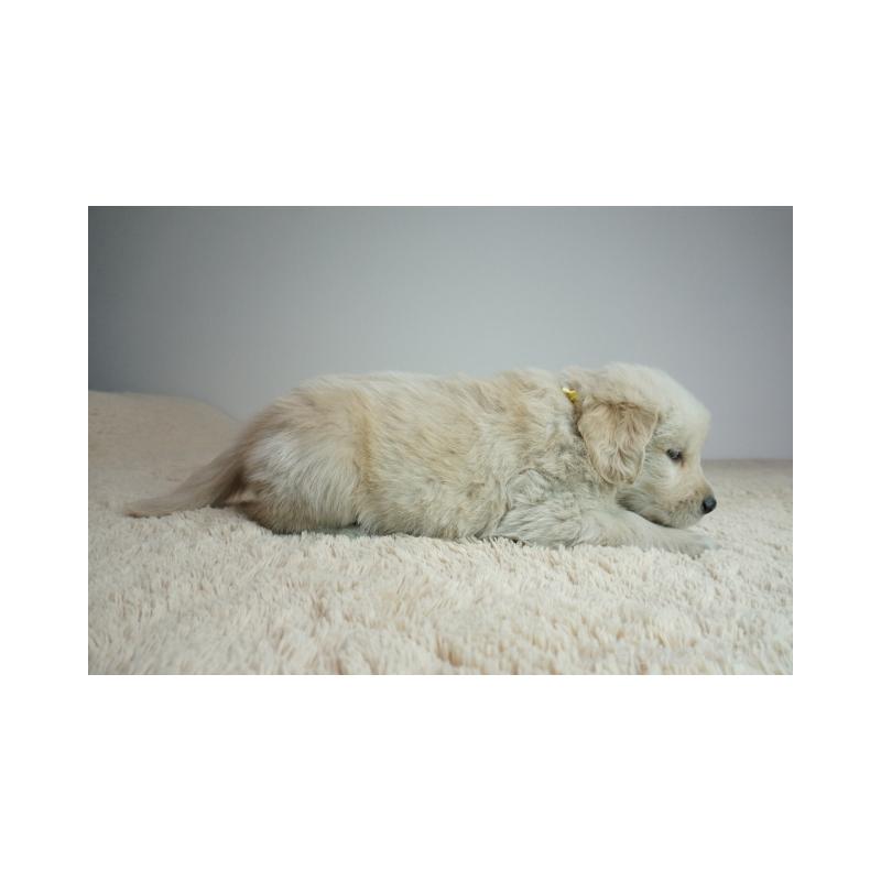 販売中の奈良県のゴールデンレトリーバー-435889の4枚目