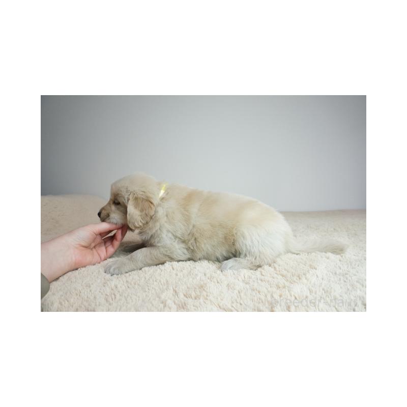 販売中の奈良県のゴールデンレトリーバー-435889の3枚目